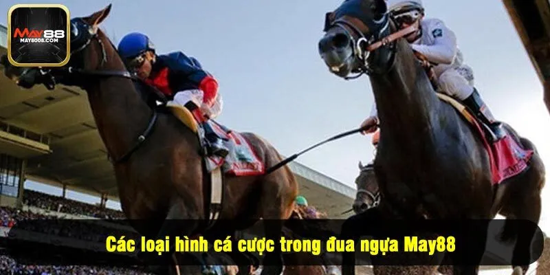 Các loại hình cá cược trong đua ngựa May88