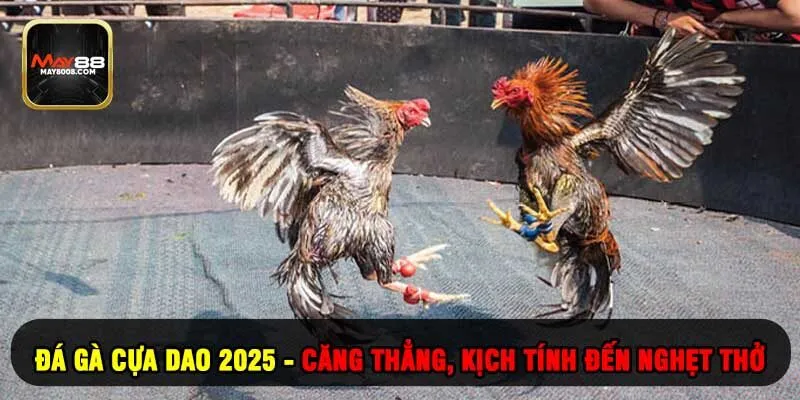 Đá Gà Cựa Dao 2025 - Căng Thẳng, Kịch Tính Đến Nghẹt Thở