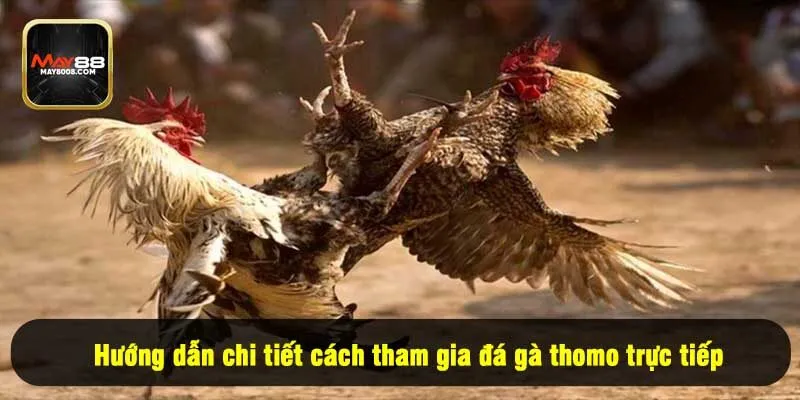 Hướng dẫn chi tiết cách tham gia đá gà thomo trực tiếp